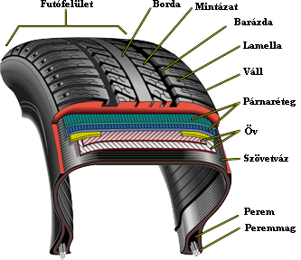 radialis